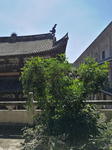 山水温州 · 行摄大罗山 天柱寺至白水千步梯环线记